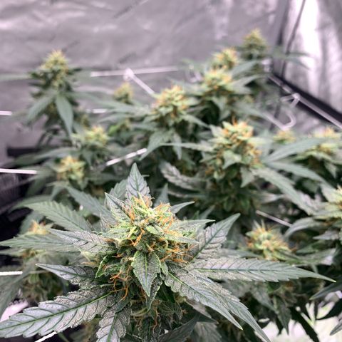 Tangie Auto 🍊  growlog photo: More orange coming in