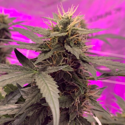 Tangie Auto 🍊  growlog photo: UNDERCANOPY SIDE CANOPY LIGHTS