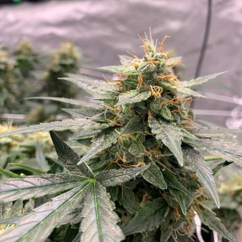 Tangie Auto 🍊  growlog photo: More orange coming in