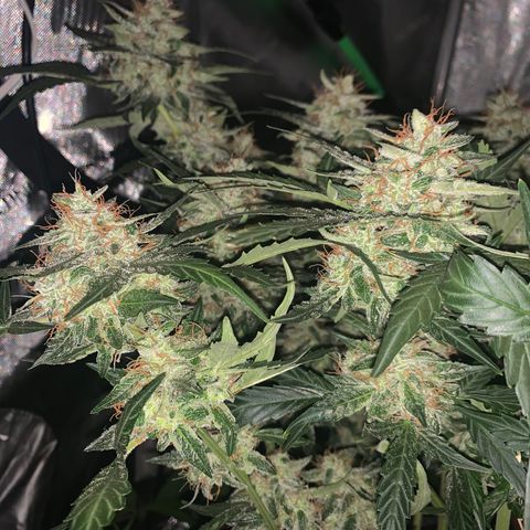 Tangie Auto 🍊  growlog photo: Frost