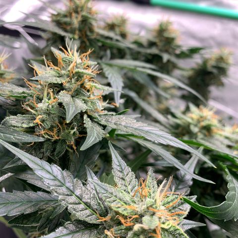 Tangie Auto 🍊  growlog photo: More orange coming in