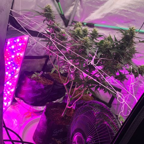 Tangie Auto 🍊  growlog photo: UNDERCANOPY SIDE CANOPY LIGHTS