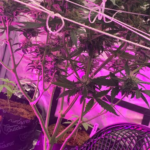Tangie Auto 🍊  growlog photo: UNDERCANOPY SIDE CANOPY LIGHTS