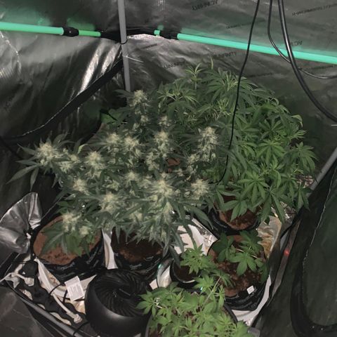 Tangie Auto 🍊  growlog photo: Frost