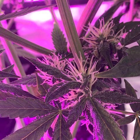 Tangie Auto 🍊  growlog photo: UNDERCANOPY SIDE CANOPY LIGHTS