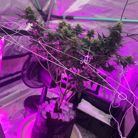 Tangie Auto 🍊  growlog photo: Ice ice baby 🧊 🥶 