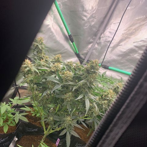 Tangie Auto 🍊  growlog photo: Frost
