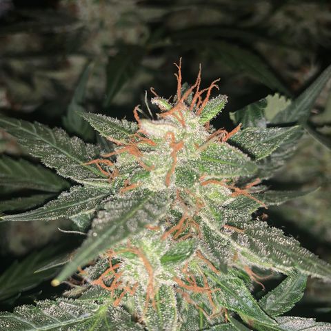 Tangie Auto 🍊  growlog photo: Frost