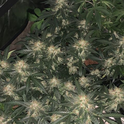 Tangie Auto 🍊  growlog photo: Frost