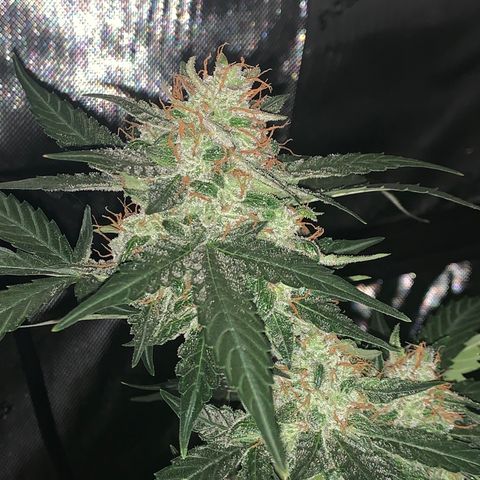 Tangie Auto 🍊  growlog photo: Frost