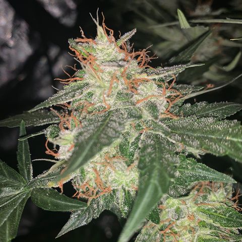Tangie Auto 🍊  growlog photo: Frost