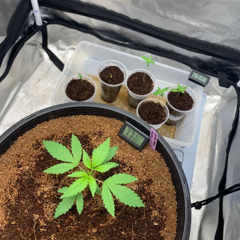 Collie Man Kush 🇯🇲  growlog photo: Growth