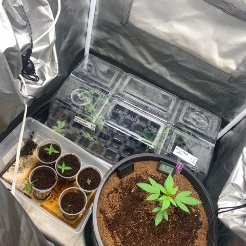 Collie Man Kush 🇯🇲  growlog photo: Growth