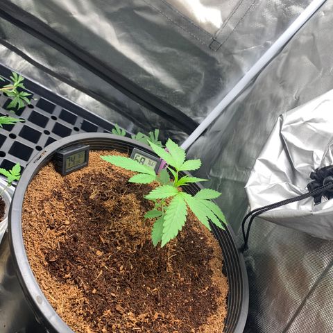 Collie Man Kush 🇯🇲  growlog photo: Angles