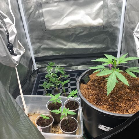 Collie Man Kush 🇯🇲  growlog timeline photo