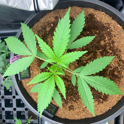 Collie Man Kush 🇯🇲  growlog timeline photo