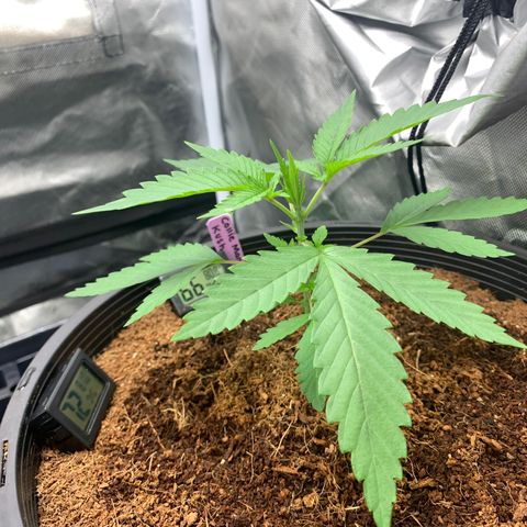Collie Man Kush 🇯🇲  growlog timeline photo