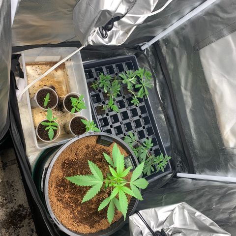 Collie Man Kush 🇯🇲  growlog timeline photo