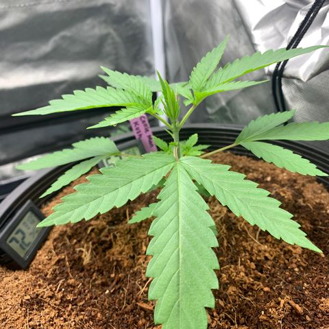 Collie Man Kush 🇯🇲  growlog timeline photo