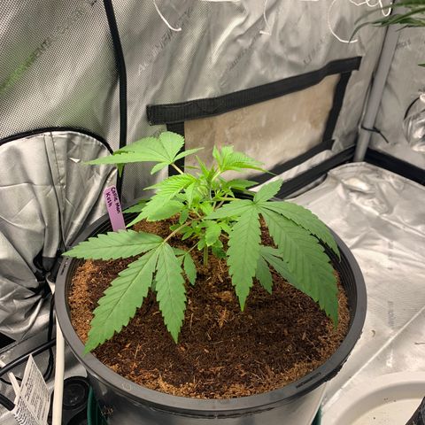 Collie Man Kush 🇯🇲  growlog photo: Getting fatty leaves