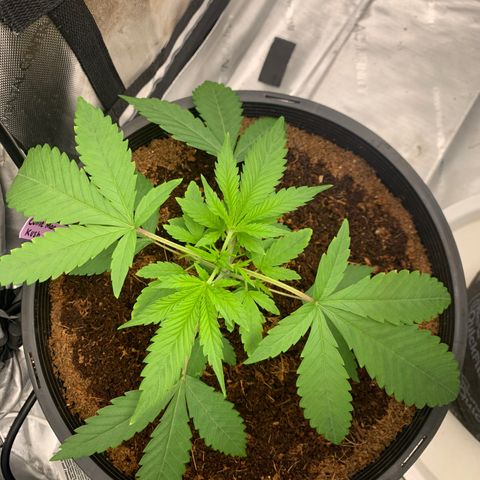 Collie Man Kush 🇯🇲  growlog photo: Getting fatty leaves