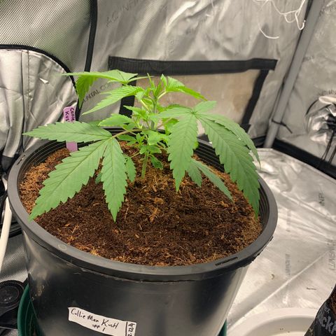 Collie Man Kush 🇯🇲  growlog photo: Getting fatty leaves