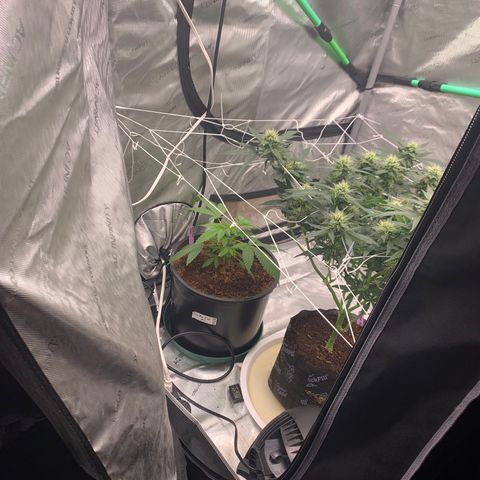 Collie Man Kush 🇯🇲  growlog timeline photo