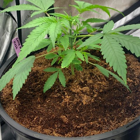 Collie Man Kush 🇯🇲  growlog timeline photo