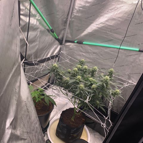 Collie Man Kush 🇯🇲  growlog timeline photo