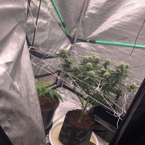 Collie Man Kush 🇯🇲  growlog timeline photo