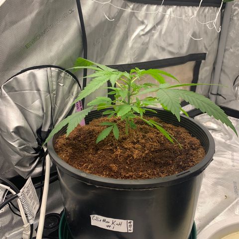 Collie Man Kush 🇯🇲  growlog timeline photo