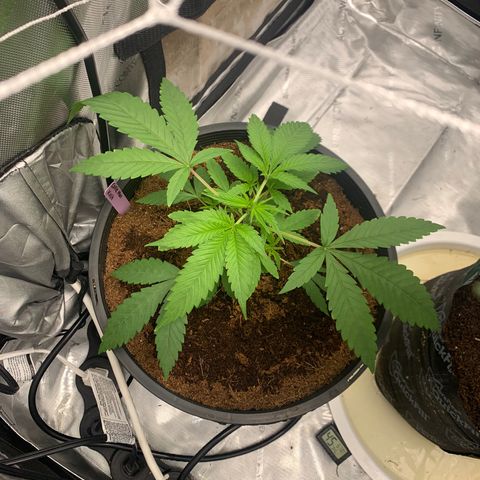 Collie Man Kush 🇯🇲  growlog timeline photo