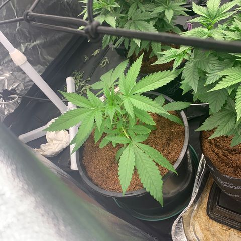 Collie Man Kush 🇯🇲  growlog photo: MOVED INTO 4By