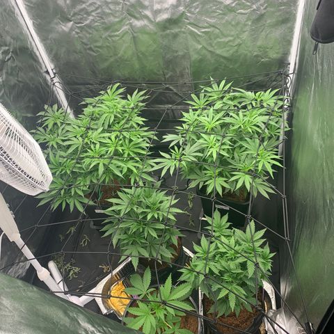 Collie Man Kush 🇯🇲  growlog photo: MOVED INTO 4By