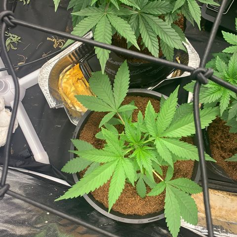 Collie Man Kush 🇯🇲  growlog photo: MOVED INTO 4By