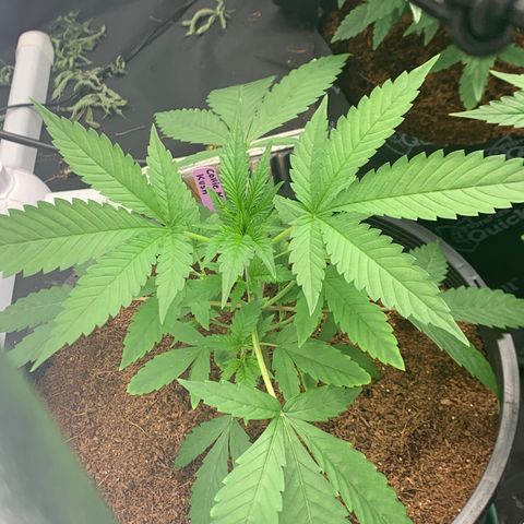 Collie Man Kush 🇯🇲  growlog photo: MOVED INTO 4By