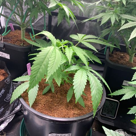Collie Man Kush 🇯🇲  growlog photo: Family photo