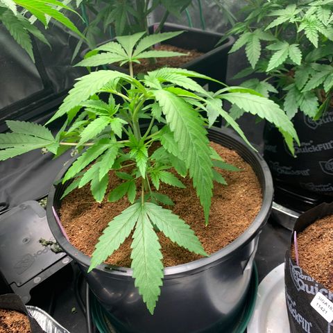 Collie Man Kush 🇯🇲  growlog photo: Family photo