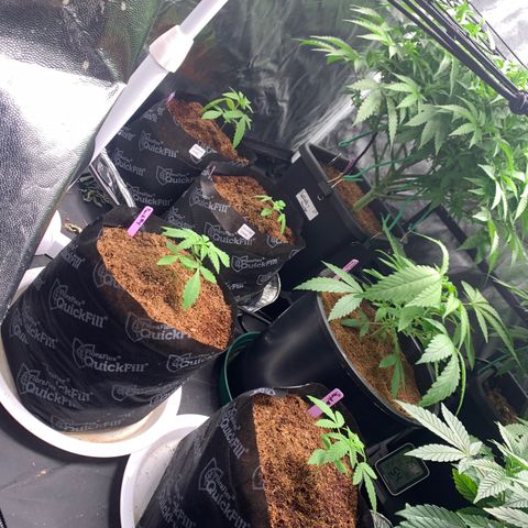 Collie Man Kush 🇯🇲  growlog photo: Family photo