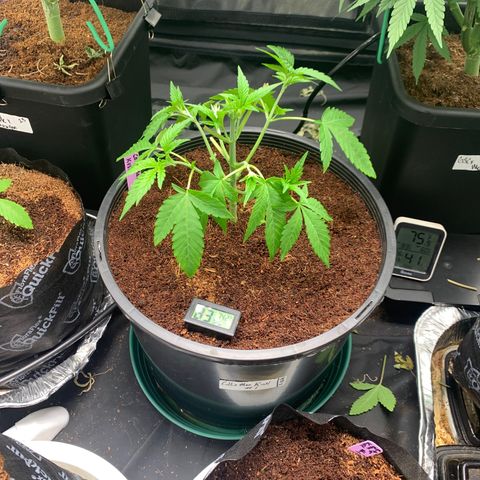 Collie Man Kush 🇯🇲  growlog photo: Big Defol, mini train sesh