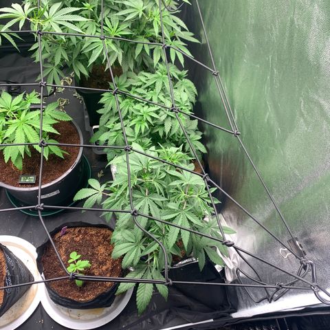 Collie Man Kush 🇯🇲  growlog photo: Big Defol, mini train sesh