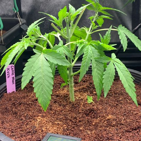 Collie Man Kush 🇯🇲  growlog photo: Big Defol, mini train sesh