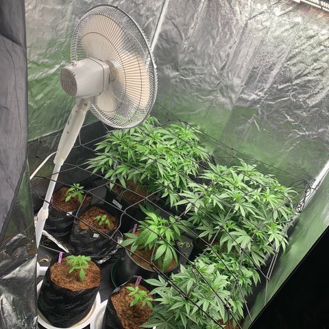 Collie Man Kush 🇯🇲  growlog photo: Family photo