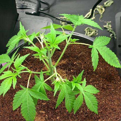 Collie Man Kush 🇯🇲  growlog photo: Big Defol, mini train sesh