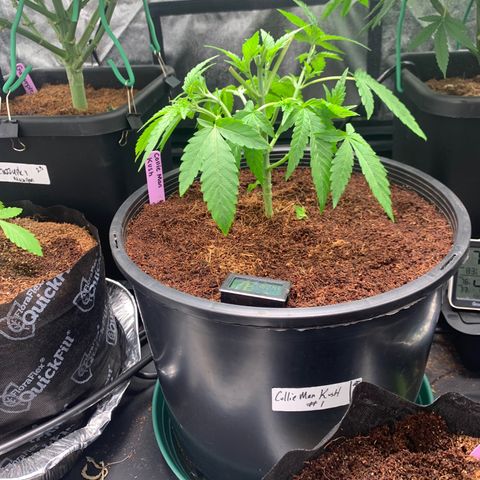Collie Man Kush 🇯🇲  growlog photo: Big Defol, mini train sesh