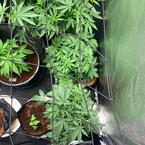Collie Man Kush 🇯🇲  growlog photo: Big Defol, mini train sesh