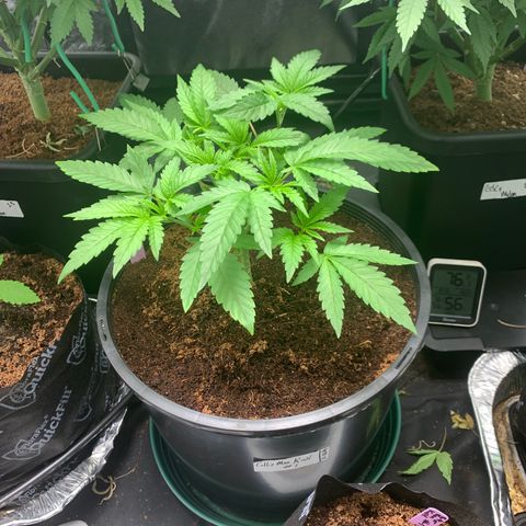 Collie Man Kush 🇯🇲  growlog photo: We love a come back 🫡