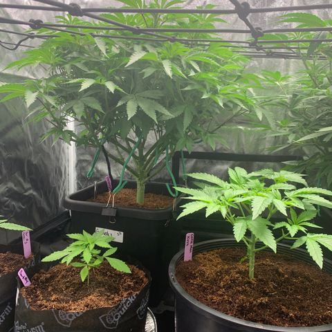 Collie Man Kush 🇯🇲  growlog photo: We love a come back 🫡