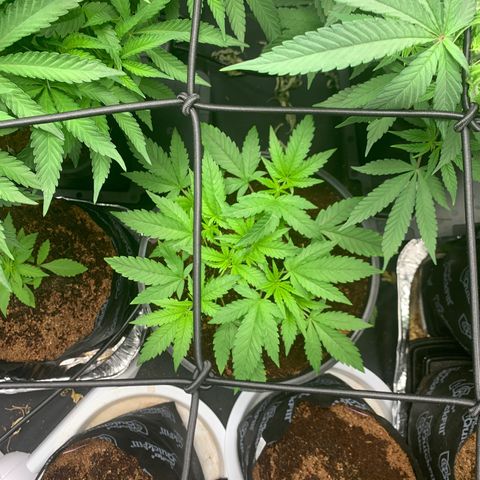 Collie Man Kush 🇯🇲  growlog photo: We love a come back 🫡