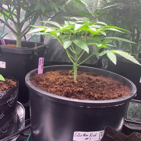 Collie Man Kush 🇯🇲  growlog photo: We love a come back 🫡